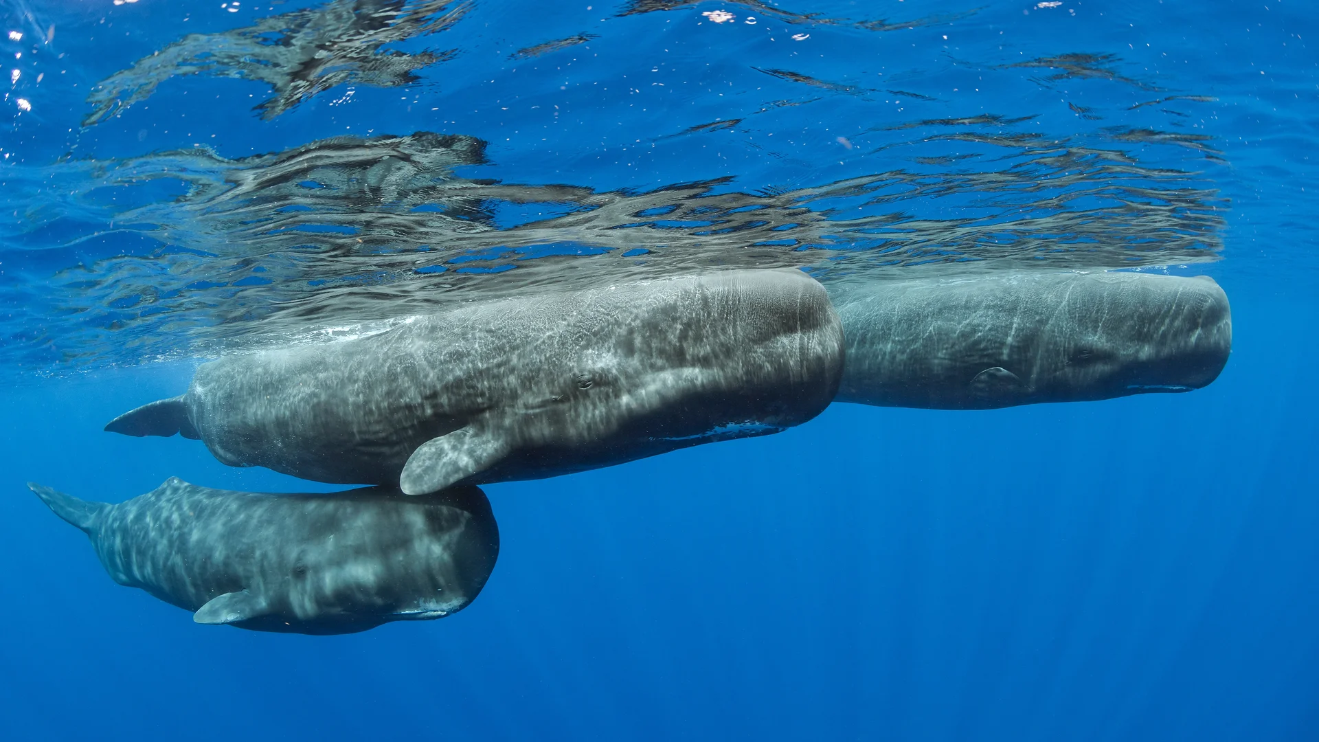 Sperm whale pod surfacing, Dominica