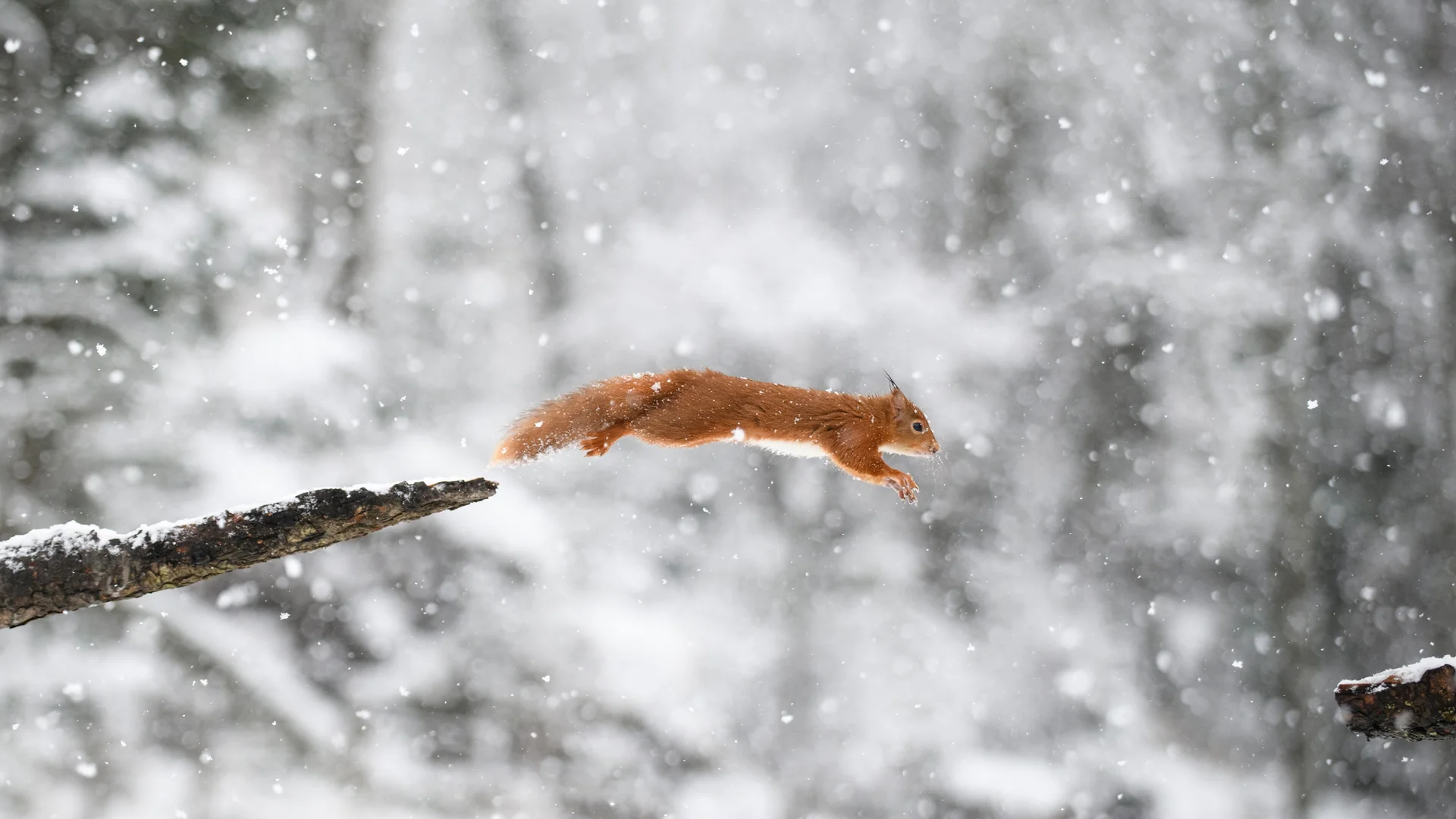 Eurasian red squirrel