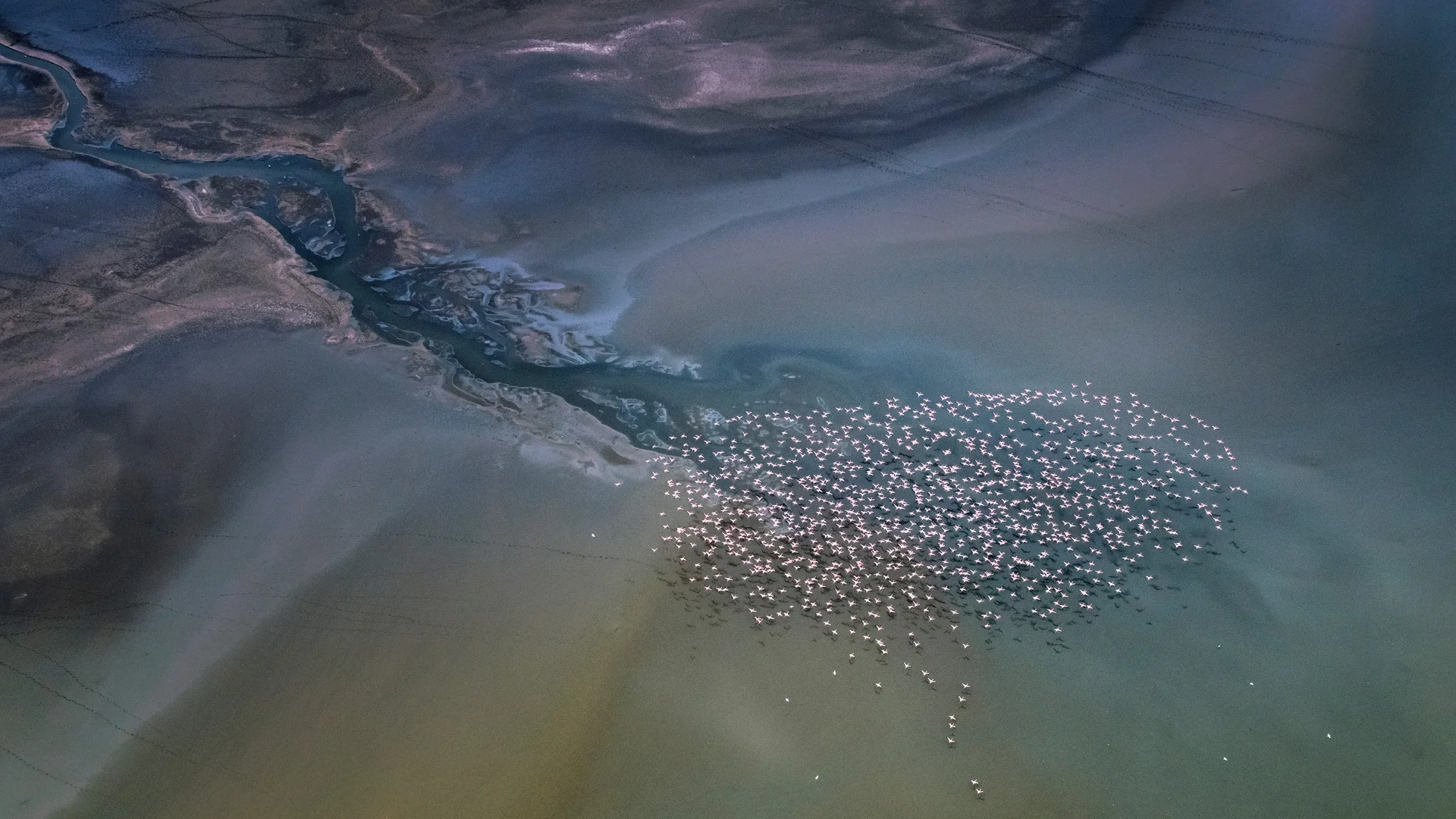Lesser flamingos flying over Lake Magadi, Kenya