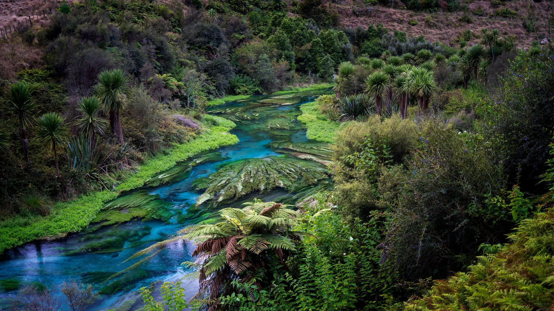 Blue Spring, Te Waihou Walkway, New Zealand