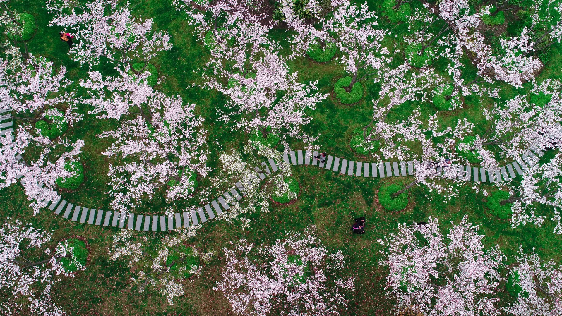 Cherry blossoms in Shanghai, China