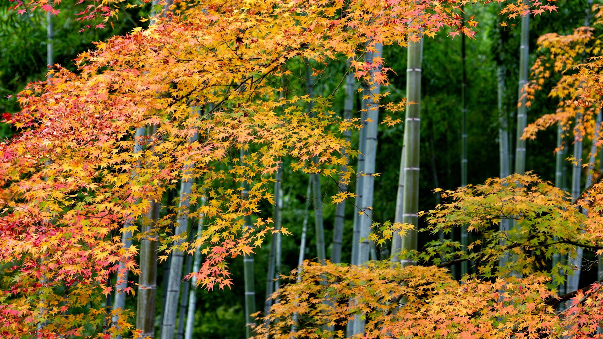 Colorful maple leaves and bamboo forest in Arashiyama, Kyoto, Japan