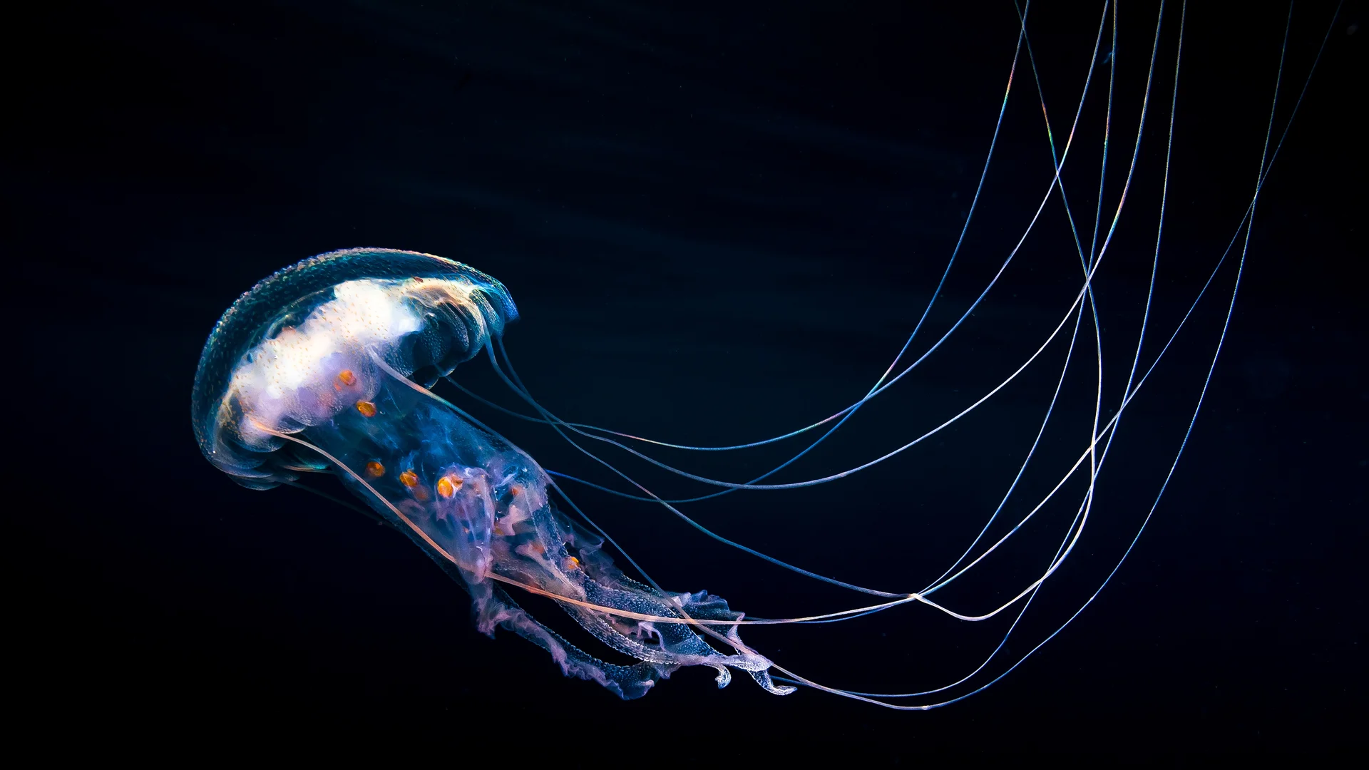Jellyfish swimming in the Pacific, Guerrero, Mexico