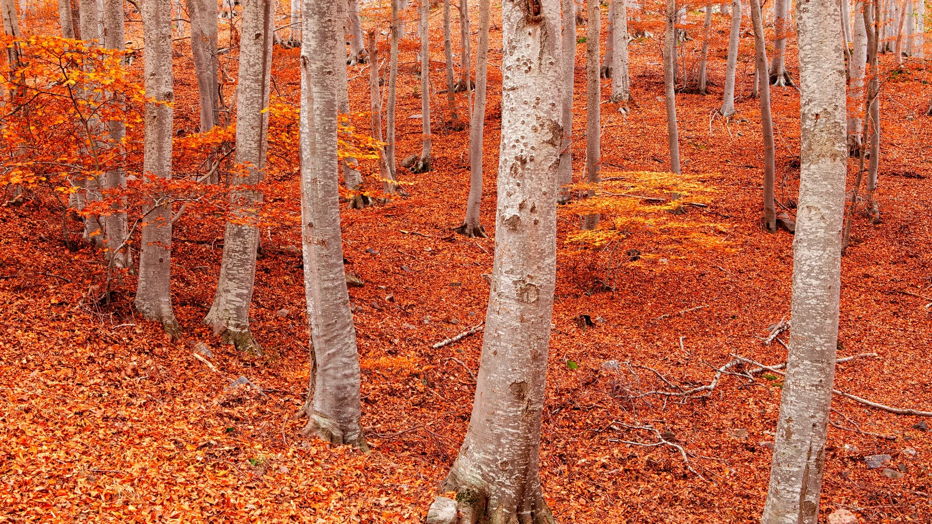 Peña Roya beech forest, Moncayo Natural Park, Zaragoza, Aragon, Spain