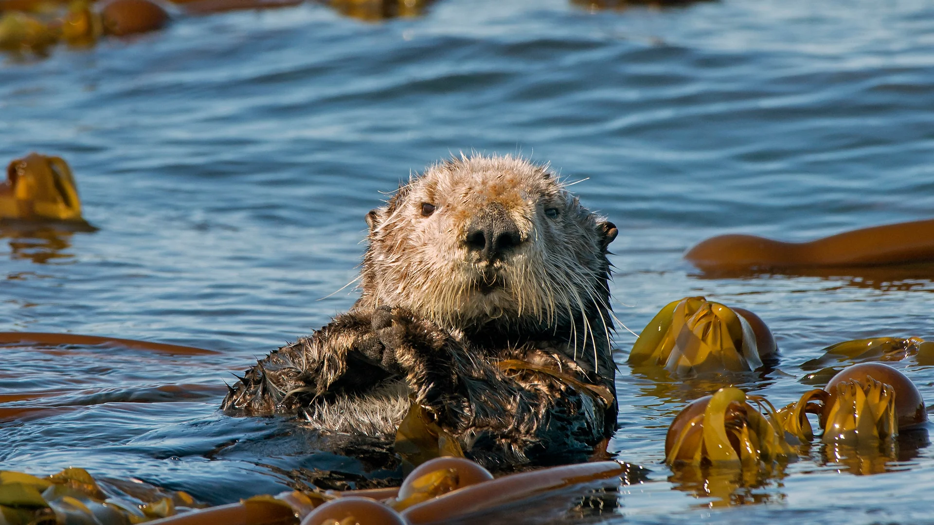 No 'otter' like them