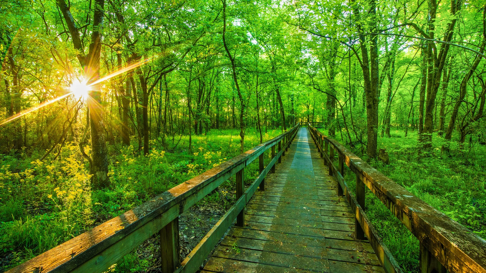 Wander often, wonder more