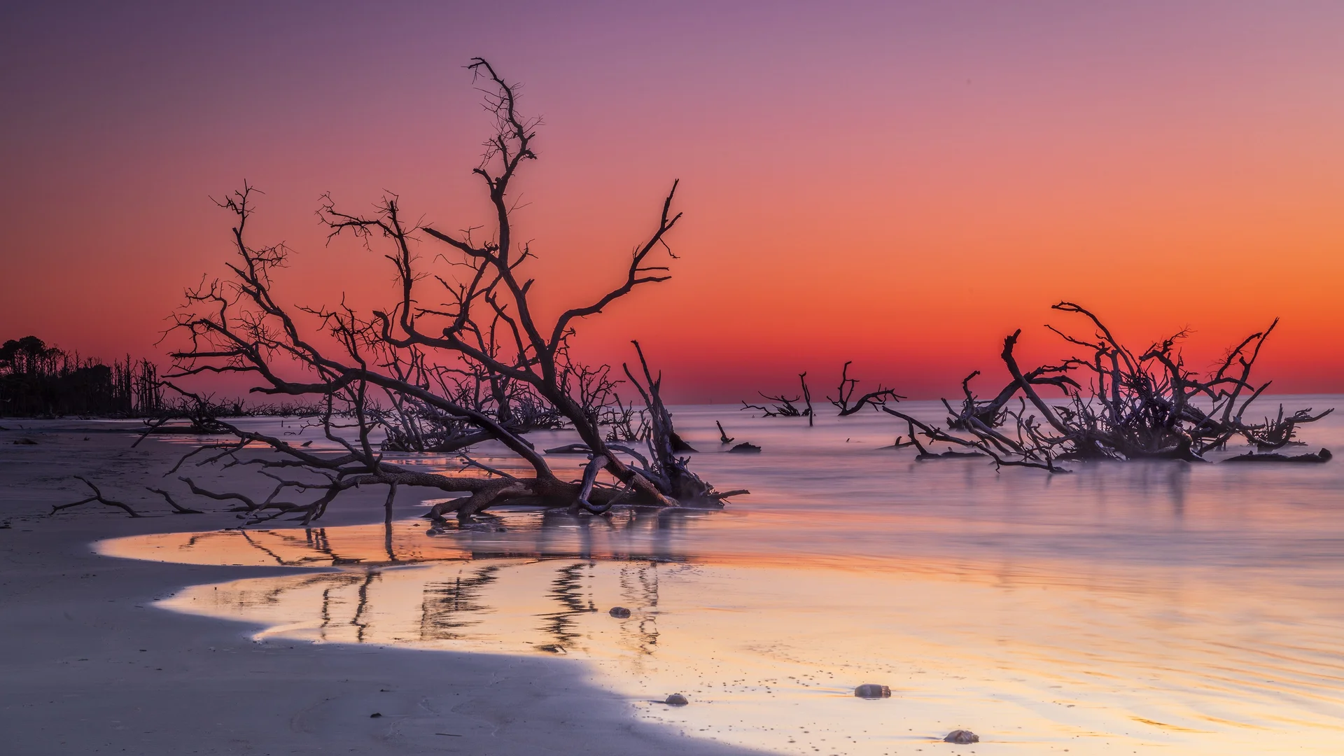 Driftwood on Boneyard Beach, Hunting Island, South Carolina