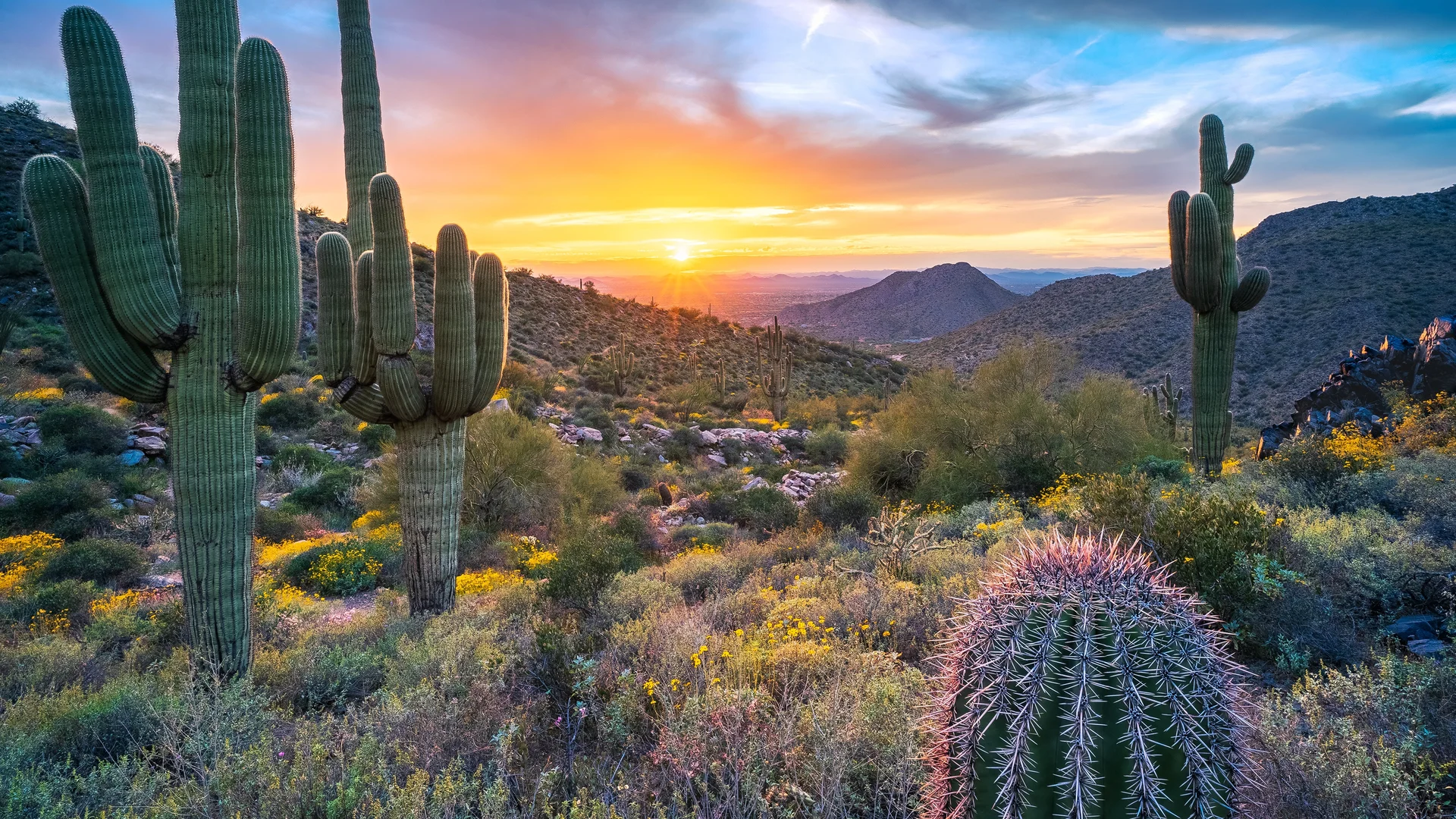 Saguaro cacti near Windgate Pass, McDowell Range, Arizona, USA