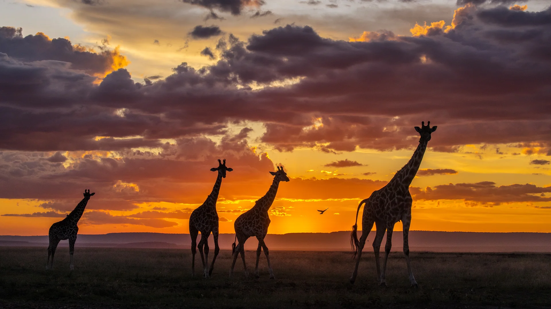 Giraffes at sunset in the Masai Mara National Reserve, Kenya