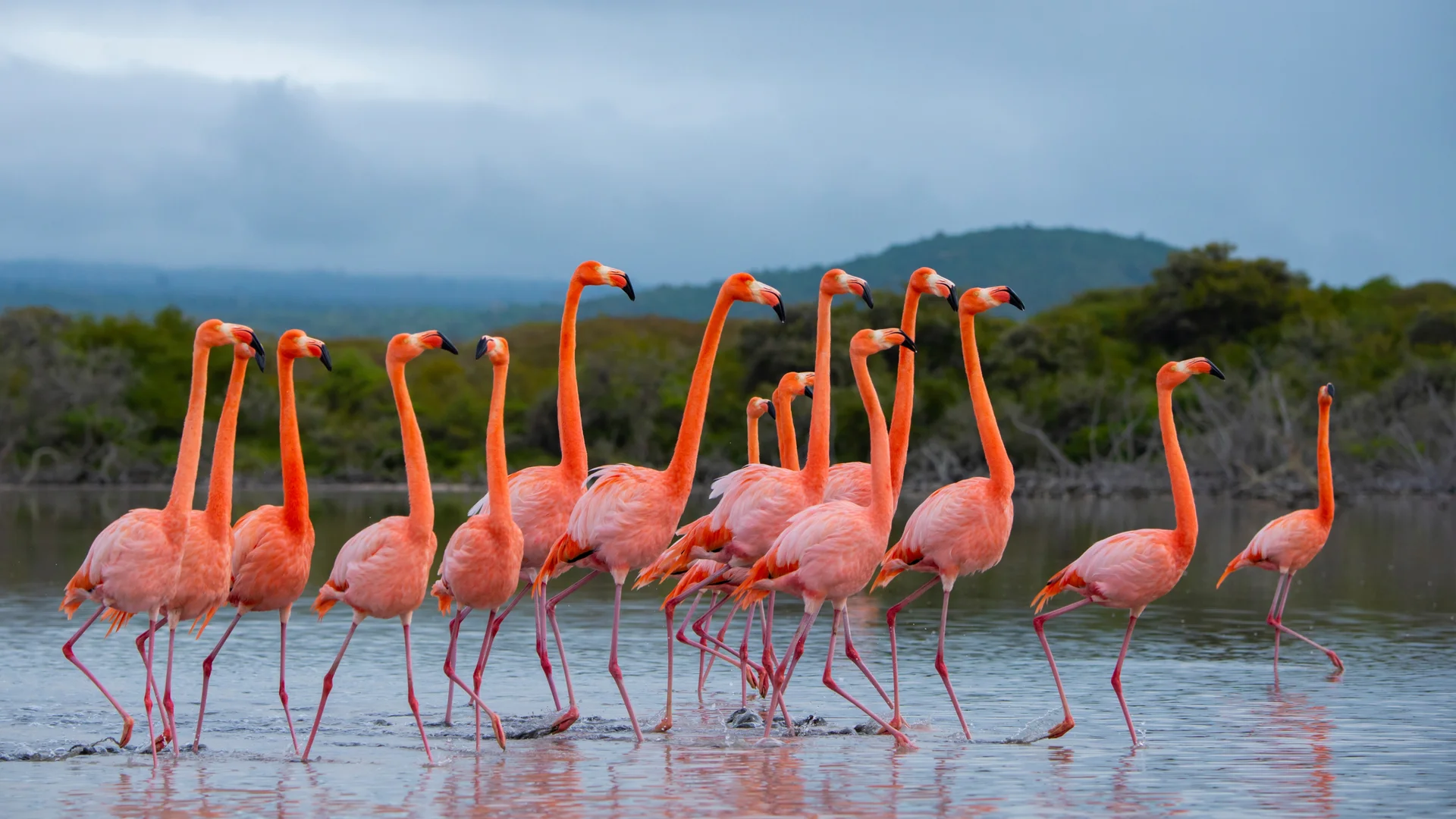 Family, in full color
