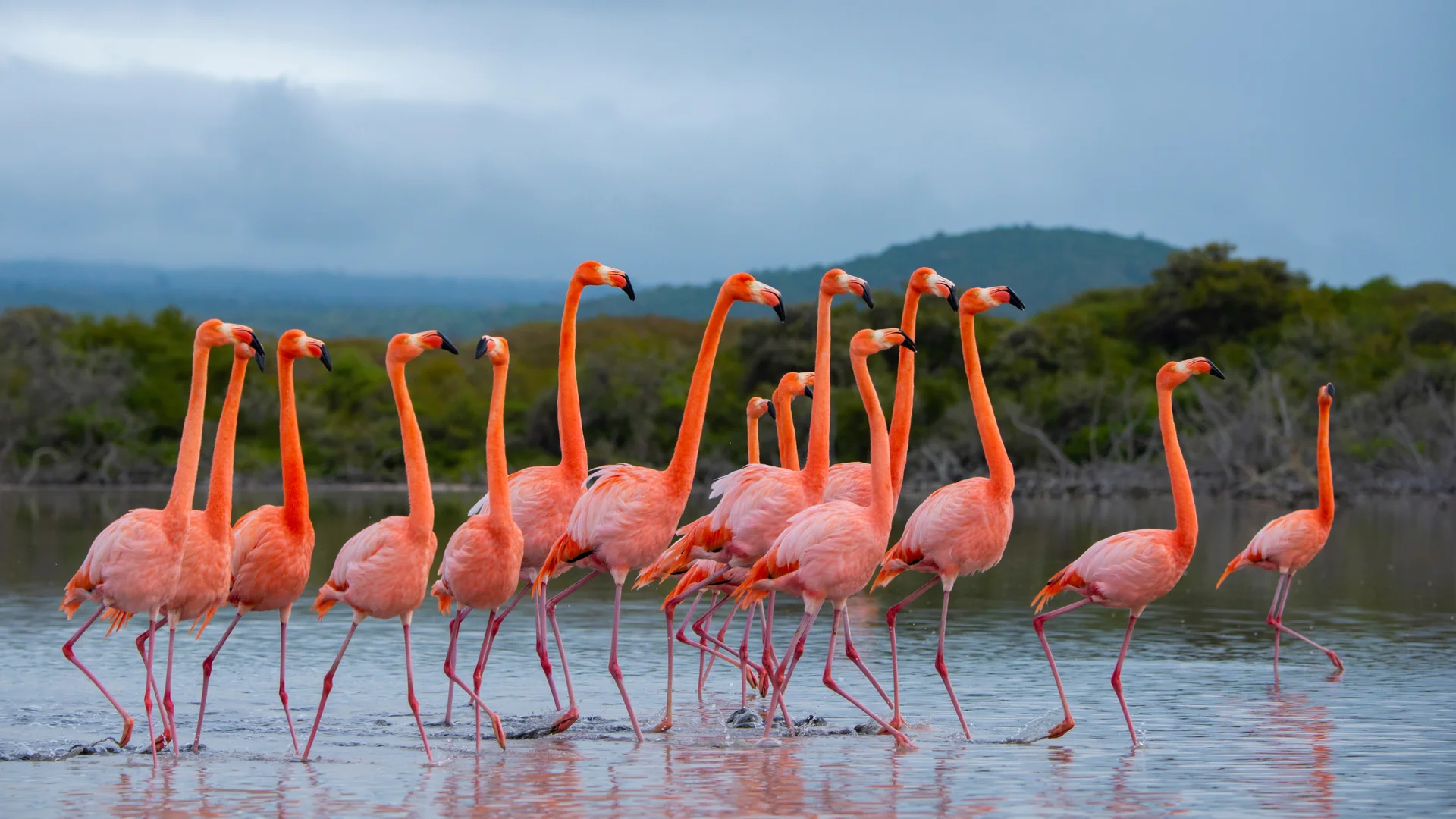 Flock of American flamingos, Isabela Island, Galápagos Islands, Ecuador