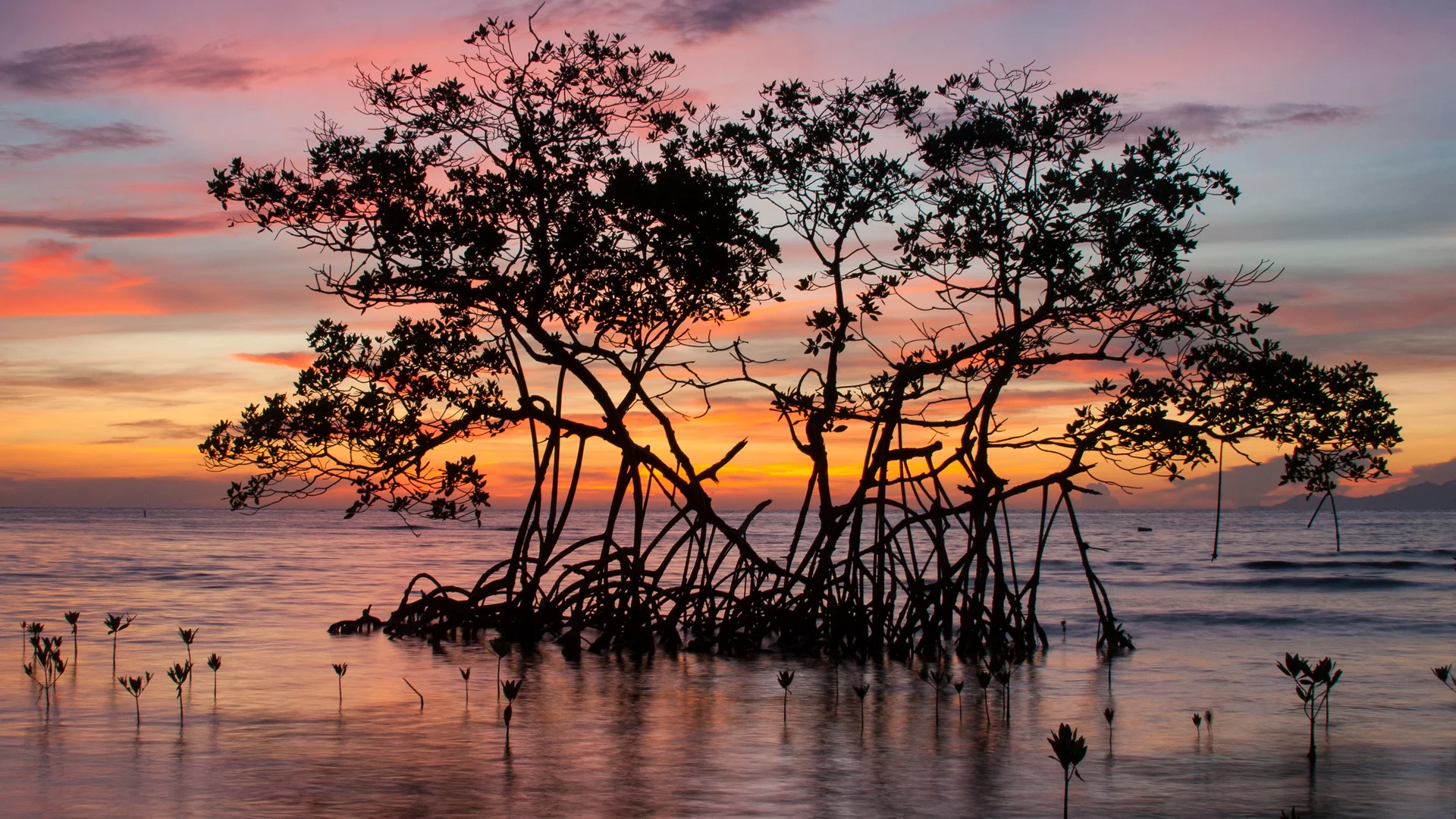 Sunrise on a red mangrove in the Pig Keys, Honduras