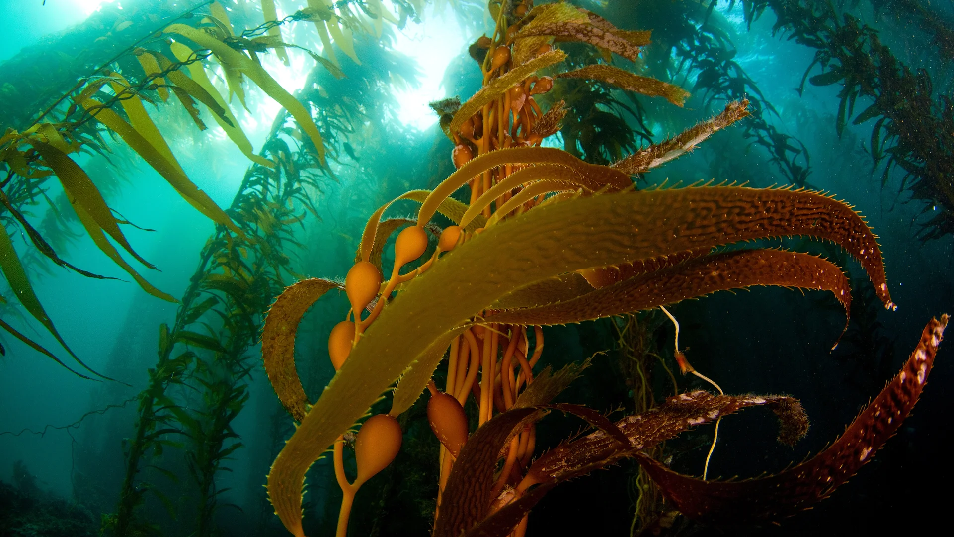 A kelp forest off Anacapa Island, Channel Islands National Park, California
