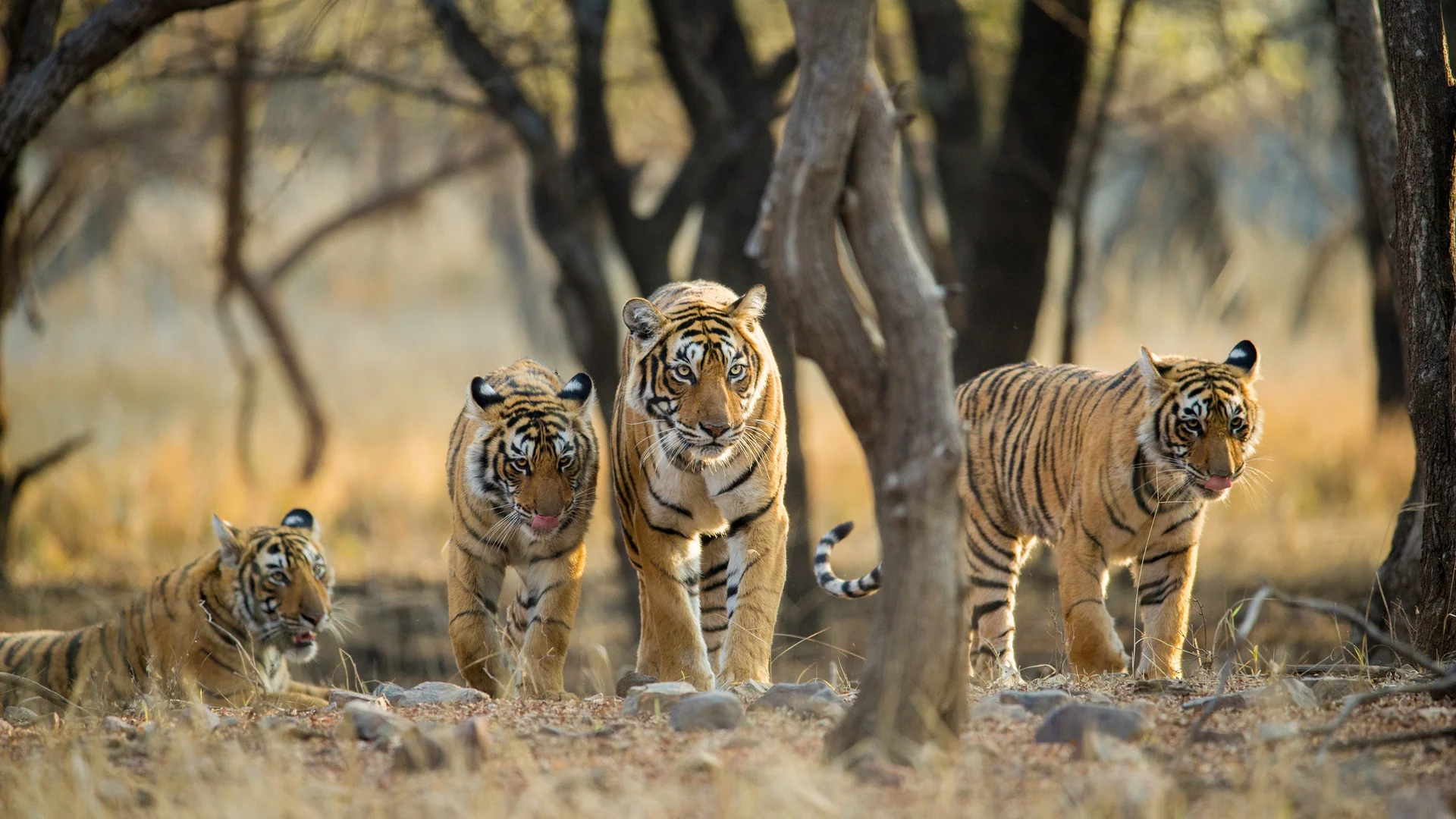 A family of Bengal tigers at Ranthambore National Park, Rajasthan, India