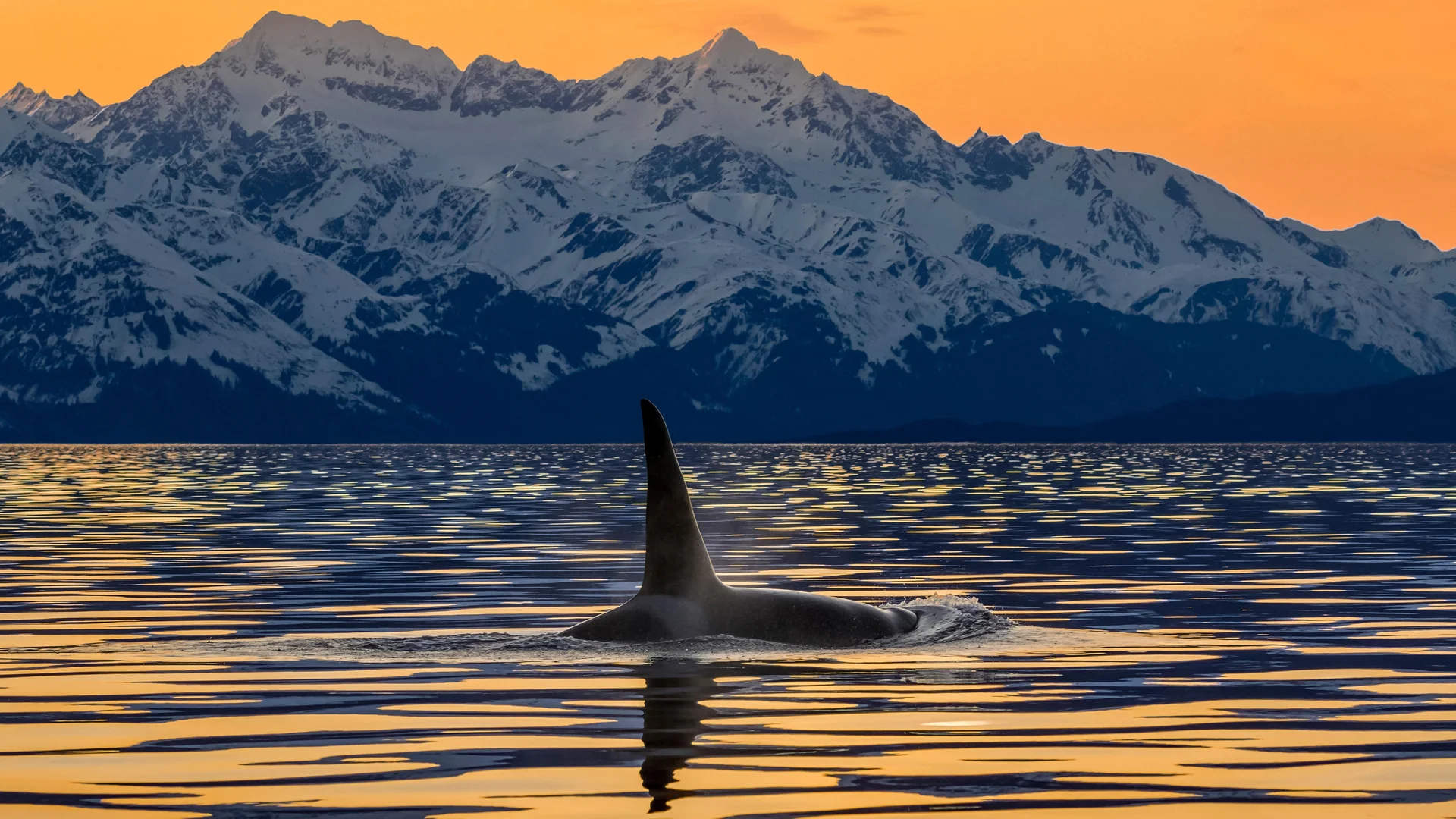 An orca surfaces in Lynn Canal near the Chilkat Mountains, Alaska