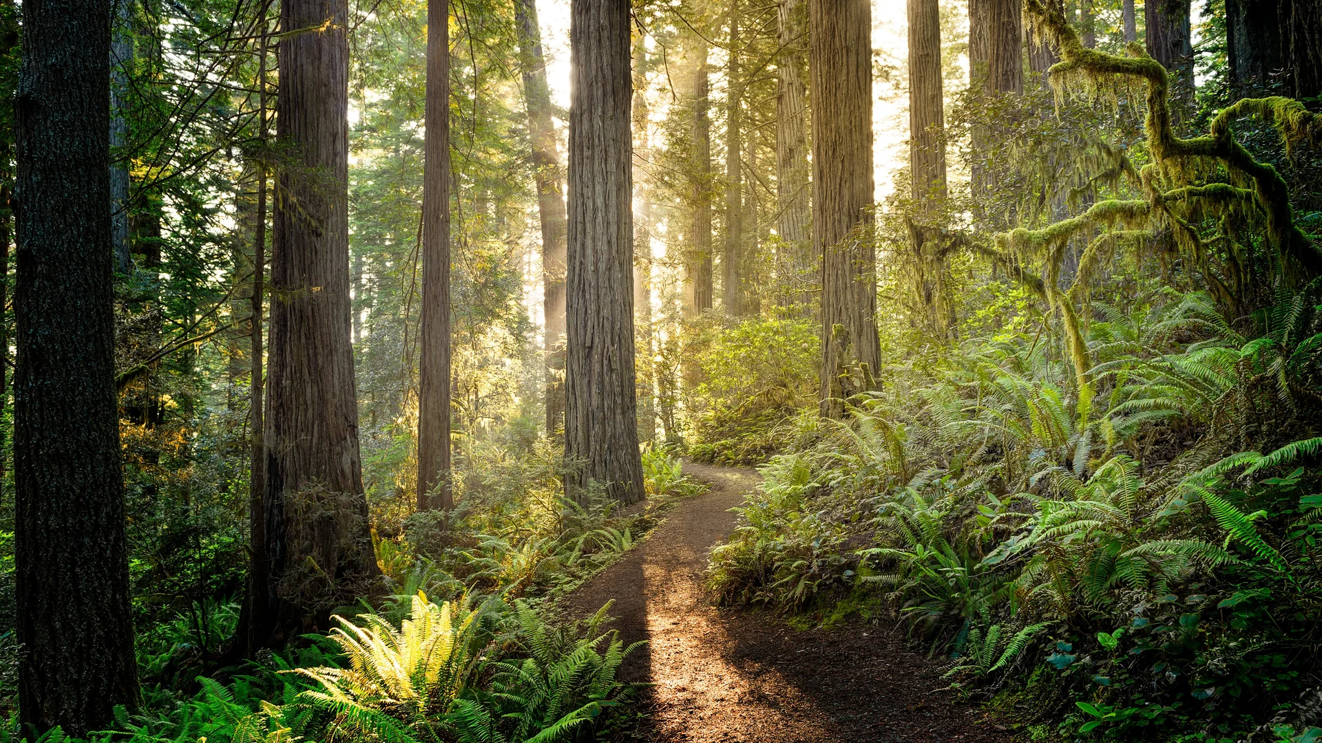 Sunrise in Redwood National and State Parks, California