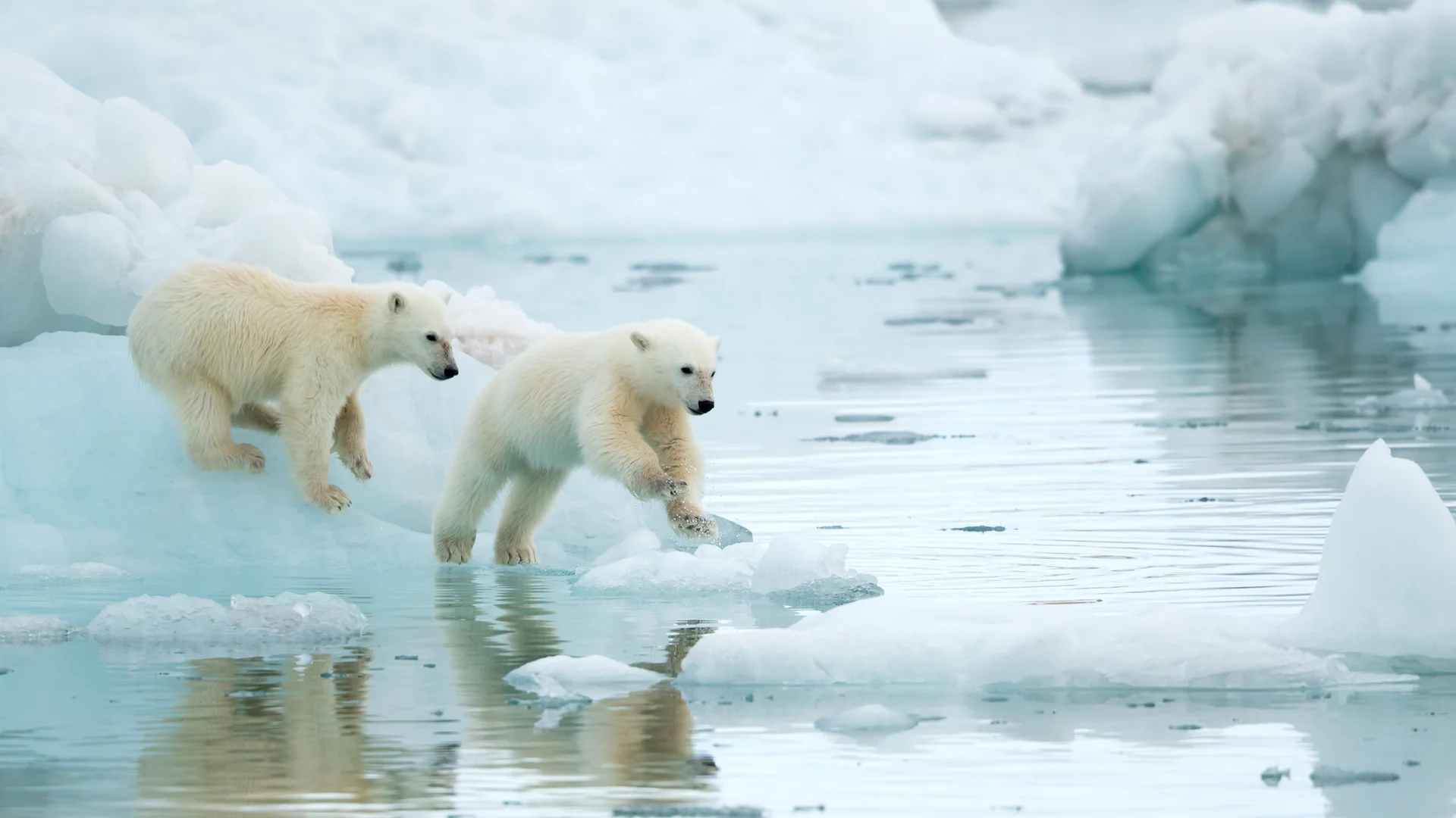 The Arctic's new explorers