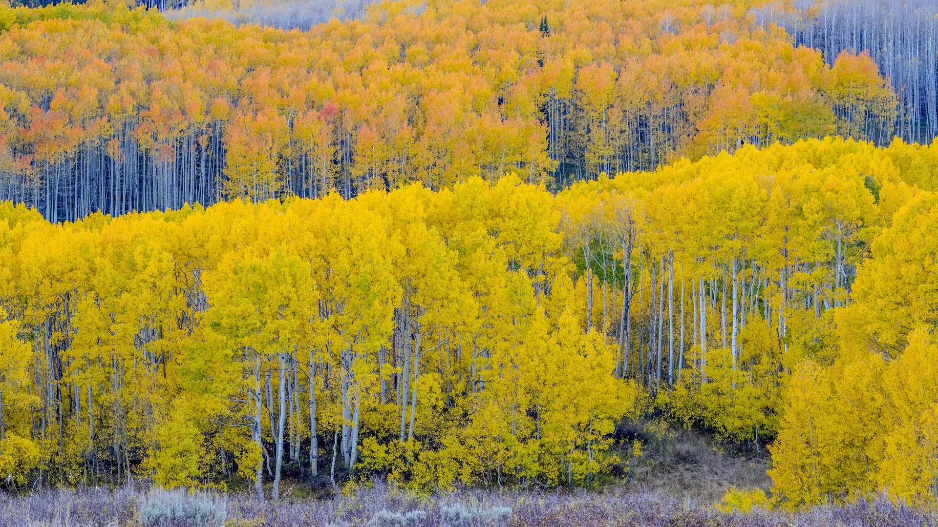 Fall aspen trees near Guardsman Pass, Utah, USA