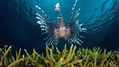 Lionfish swimming off the coast of Indonesia
