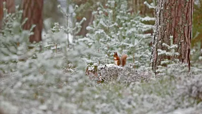 Red squirrel in Cairngorms National Park, Scotland