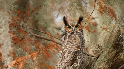 Great horned owl near Lake Tohopekaliga, south of St. Cloud, Florida