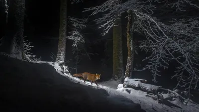 A red fox on the Swiss side of the Jura Mountain range