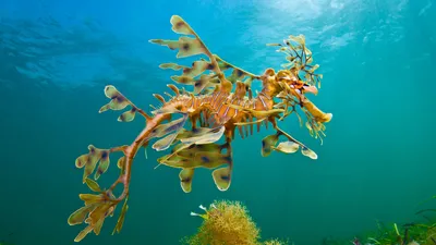 A leafy seadragon in the waters off Wool Bay, Australia
