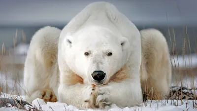 A polar bear near Churchill, Manitoba, Canada
