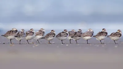 Sanderlings sleeping on a beach in Terschelling, Netherlands