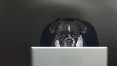 Take Your Dog to Work Day