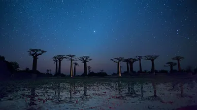 Baobab trees reflected on the Avenue of the Baobabs in the Menabe region of Madagascar
