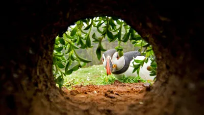 An Atlantic puffin inspects a nesting burrow on Skomer Island, Wales