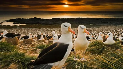 Black-browed albatrosses return to the Falkland Islands