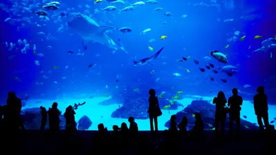 Georgia Aquarium in Atlanta