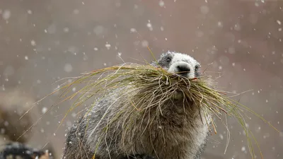 Hoary marmot in Denali National Park, Alaska