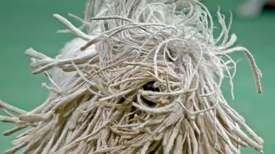 A Komondor competes in the Westminster Kennel Club Dog Show in New York City