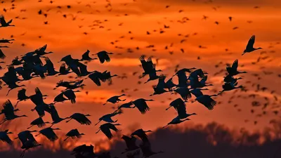 Sandhill cranes taking flight over the Platte River near Kearney, Nebraska