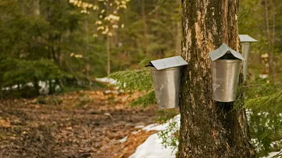 Sap-collecting buckets in Brome-Missisquoi, Quebec, Canada