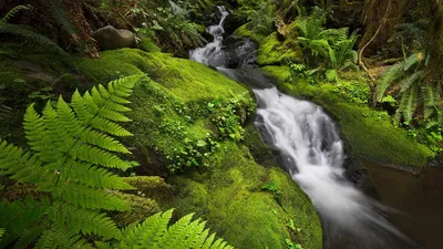 The Quinault Rainforest in Olympic National Park, Washington