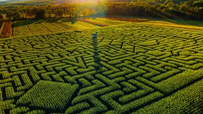 Blakiston's fish owl in Hokkaido, Japan
