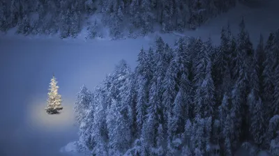 Trees on the northern slope of Mount Khomyak in the Carpathian Mountains, Ukraine