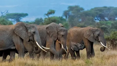 Herd of African elephants in Amboseli National Park, Kenya