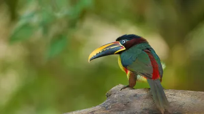Chestnut-eared aracari in the Pantanal region of Brazil