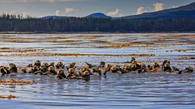 Raft of sea otters in Sitka Sound, near Sitka, Alaska