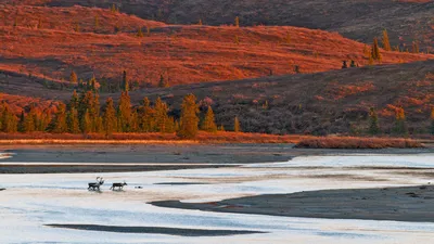 Caribou crossing the Susitna River during autumn, Alaska