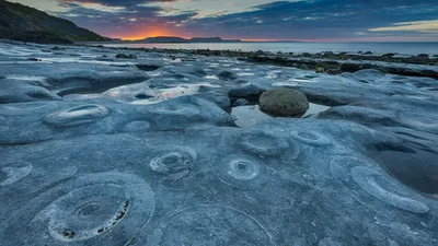 Ammonite Pavement at Monmouth Beach, Jurassic Coast World Heritage Site, Dorset, England