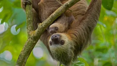 Hoffmann's two-toed sloth mother and young, Puerto Viejo de Talamanca, Costa Rica