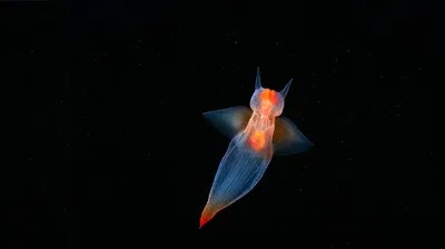Sea angel