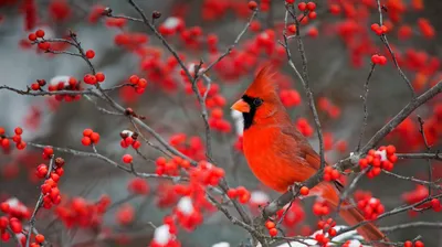 A northern cardinal perched in a common winterberry bush in Marion County, Illinois