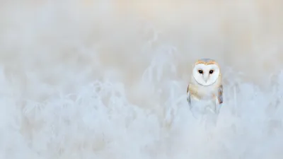 Barn owl, England